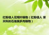 紅粉佳人花觀葉植物（紅粉佳人 景天科擬石蓮屬多肉植物）