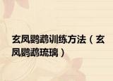 玄鳳鸚鵡訓(xùn)練方法（玄鳳鸚鵡琉璃）