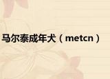 馬爾泰成年犬（metcn）