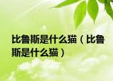 比魯斯是什么貓（比魯斯是什么貓）