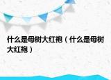 什么是母樹大紅袍（什么是母樹大紅袍）