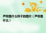 蘆柑是什么樣子的圖片（蘆柑是什么）