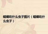 螳螂吃什么蟲子圖片（螳螂吃什么蟲子）