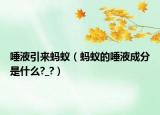 唾液引來螞蟻（螞蟻的唾液成分是什么?_?）