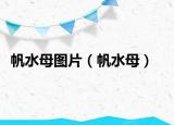 帆水母圖片（帆水母）