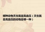 哪種動物天生就是高血壓（天生就是高血壓的動物是哪一種）