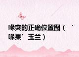喙突的正確位置圖（‘喙果’玉蘭）