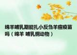 綿羊哺乳期能扎小反芻羊痘疫苗嗎（綿羊 哺乳綱動物）