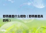 野燕麥是什么植物（野燕麥是真的嗎）