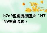 h7n9型禽流感圖片（H7N9型禽流感）
