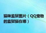 貓咪監(jiān)獄圖片（QQ寵物的監(jiān)獄貓在哪）
