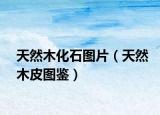 天然木化石圖片（天然木皮圖鑒）