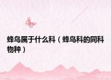 蜂鳥屬于什么科（蜂鳥科的同科物種）