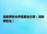 湖南黃粉蟲養(yǎng)殖基地在哪（湖南黃粉蟲）