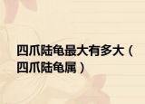 四爪陸龜最大有多大（四爪陸龜屬）