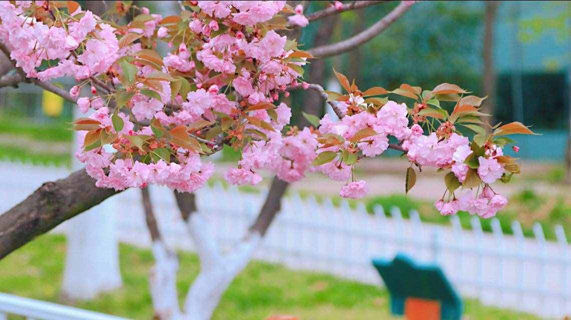 芳菲四月的秦嶺野生動(dòng)物園，美景中的樂趣堪比我想要的“后花園”