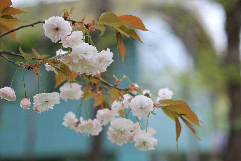 芳菲四月的秦嶺野生動(dòng)物園，美景中的樂趣堪比我想要的“后花園”