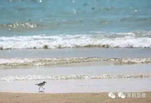 自駕游攻略：漳州絕美海灘——七星海