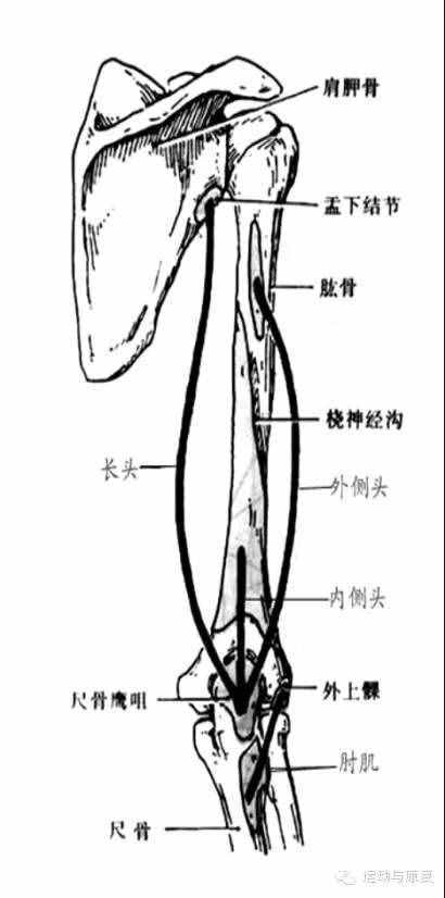 肘關(guān)節(jié)伸的肌肉——肱三頭?。χ饧?class=