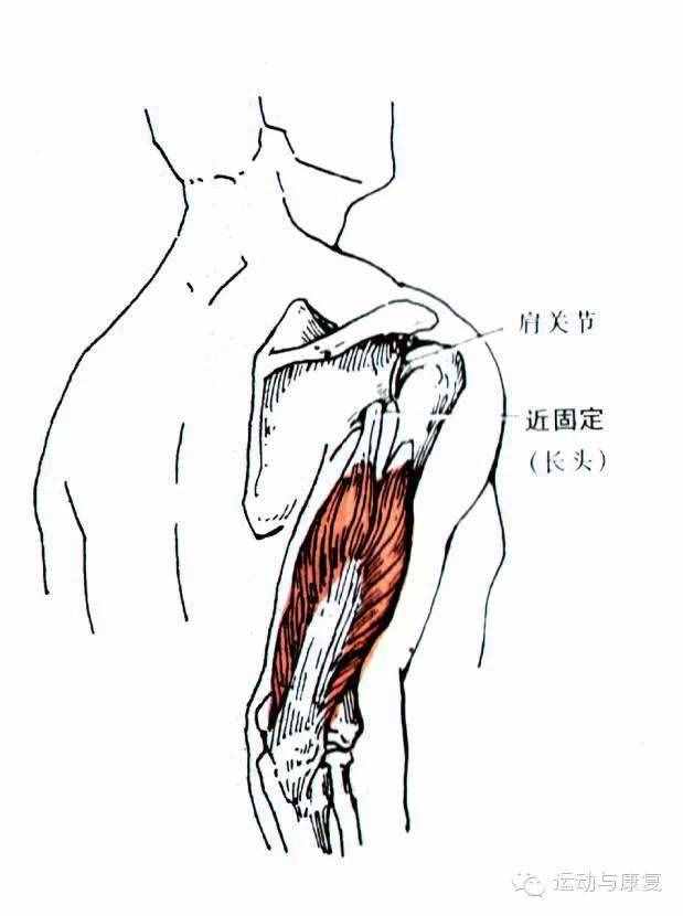 肘關(guān)節(jié)伸的肌肉——肱三頭?。χ饧?class=