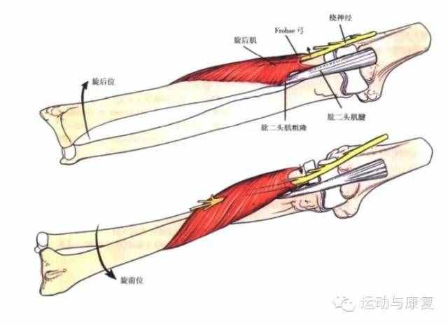 肘關(guān)節(jié)伸的肌肉——肱三頭肌＆肘肌