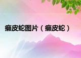 癩皮蛇圖片（癩皮蛇）