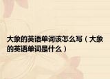 大象的英語單詞該怎么寫（大象的英語單詞是什么）