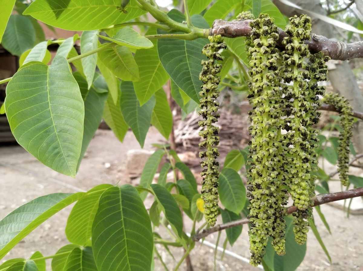 農(nóng)村的核桃花你吃過嗎？學(xué)會美食新做法，清香可口更美味