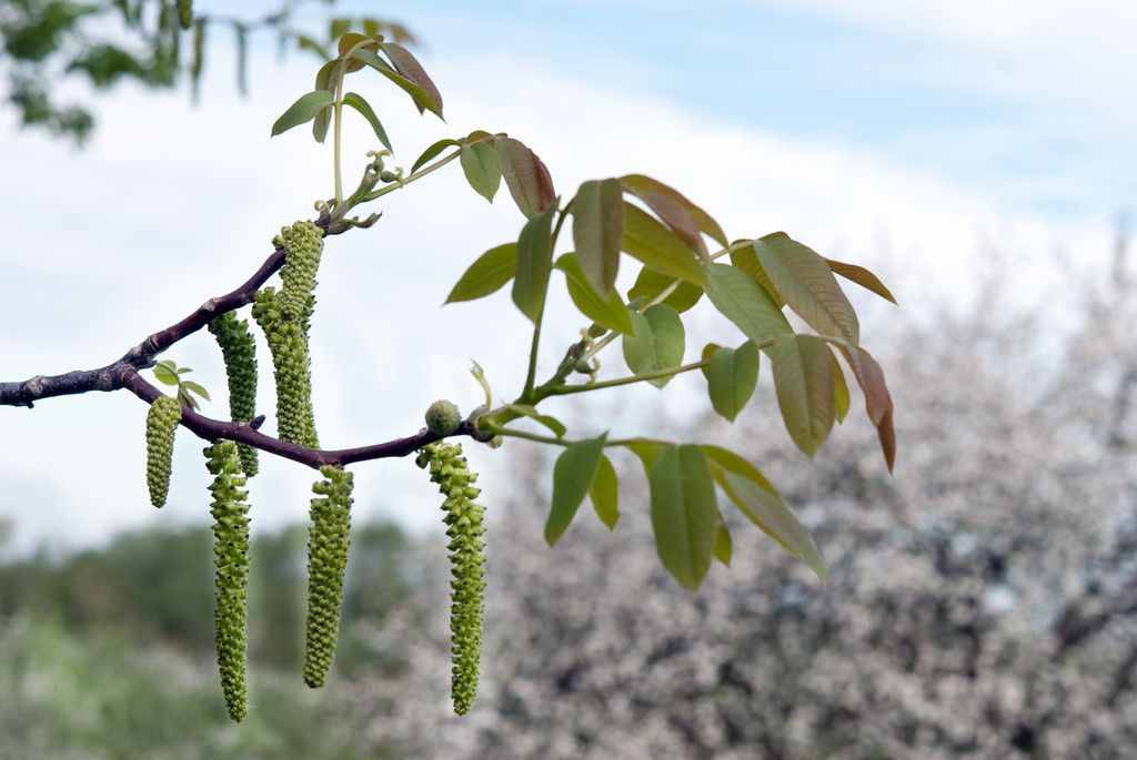 農(nóng)村的核桃花你吃過嗎？學(xué)會美食新做法，清香可口更美味