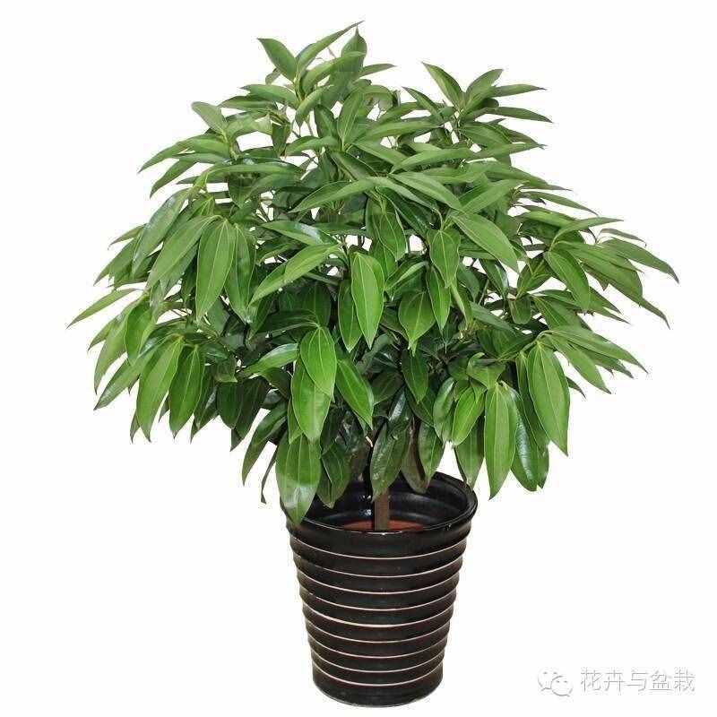 18種最好的大型室內(nèi)植物，擺家里和辦公室最好不過啦