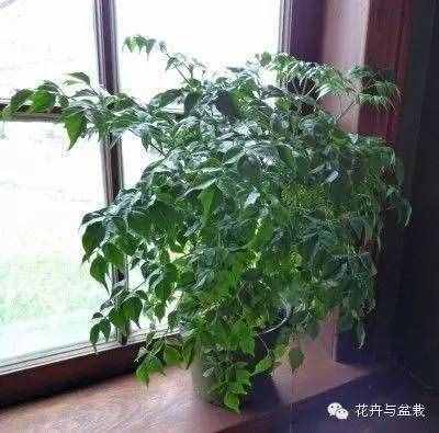 18種最好的大型室內(nèi)植物，擺家里和辦公室最好不過啦