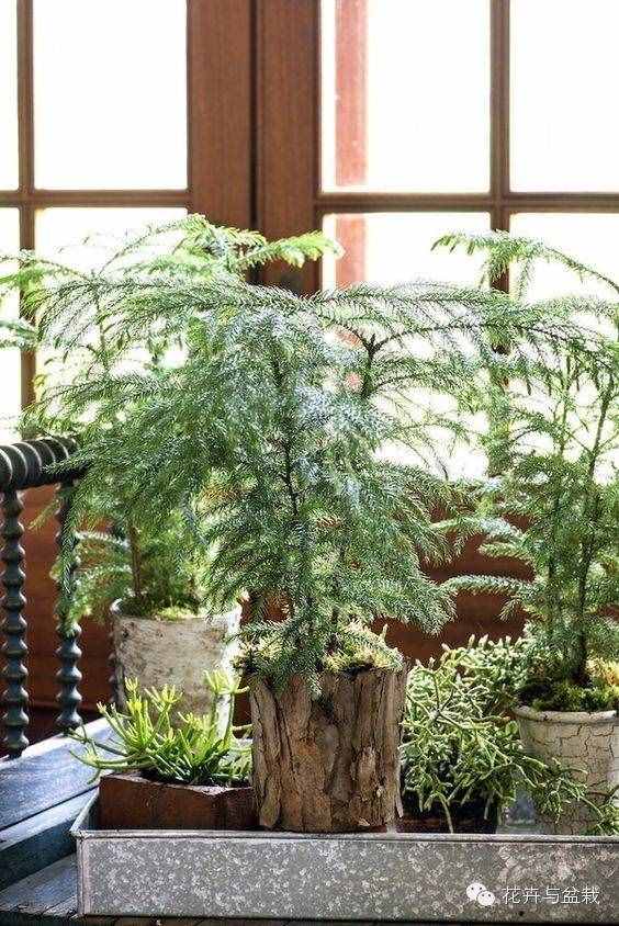 18種最好的大型室內(nèi)植物，擺家里和辦公室最好不過啦