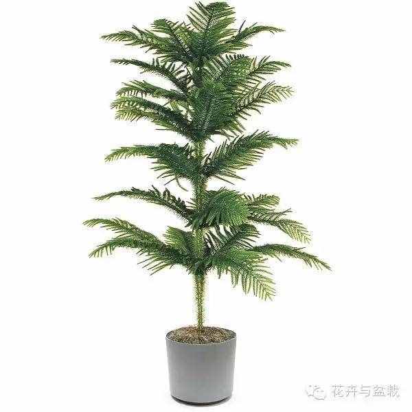 18種最好的大型室內(nèi)植物，擺家里和辦公室最好不過啦