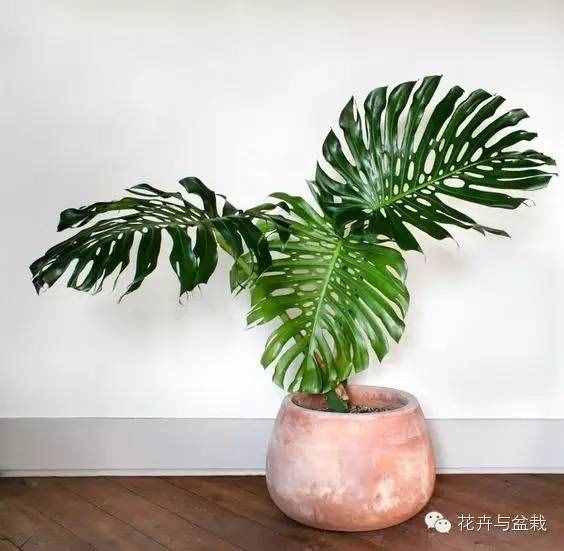 18種最好的大型室內(nèi)植物，擺家里和辦公室最好不過啦