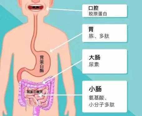 吃膠原蛋白能美容養(yǎng)顏？營養(yǎng)專家：大量食用可以有效緩解...饑餓