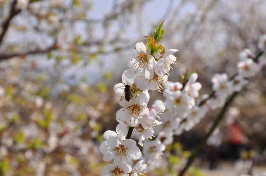 蘿崗香雪公園：曾經(jīng)是羊城八景之一，如今成為廣州賞梅打卡勝地