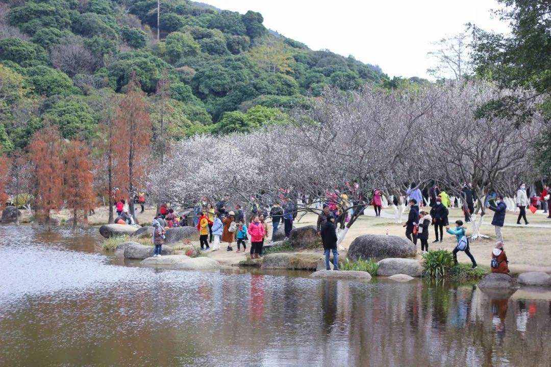 蘿崗香雪公園：曾經(jīng)是羊城八景之一，如今成為廣州賞梅打卡勝地