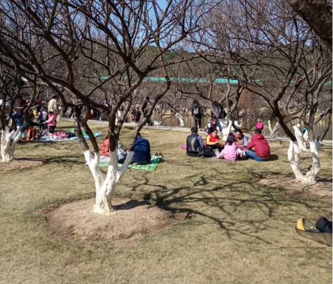 蘿崗香雪公園：曾經(jīng)是羊城八景之一，如今成為廣州賞梅打卡勝地