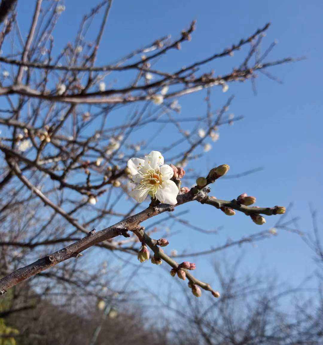 蘿崗香雪公園：曾經(jīng)是羊城八景之一，如今成為廣州賞梅打卡勝地