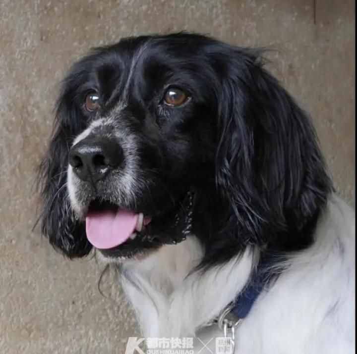 警犬界勞模！BINGO不僅是條網(wǎng)紅犬，還是一只社會狗，今天照常出勤訓(xùn)練