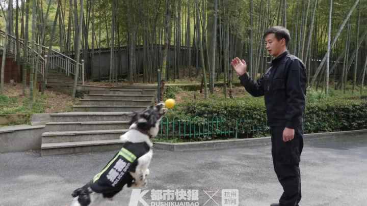 警犬界勞模！BINGO不僅是條網(wǎng)紅犬，還是一只社會狗，今天照常出勤訓(xùn)練