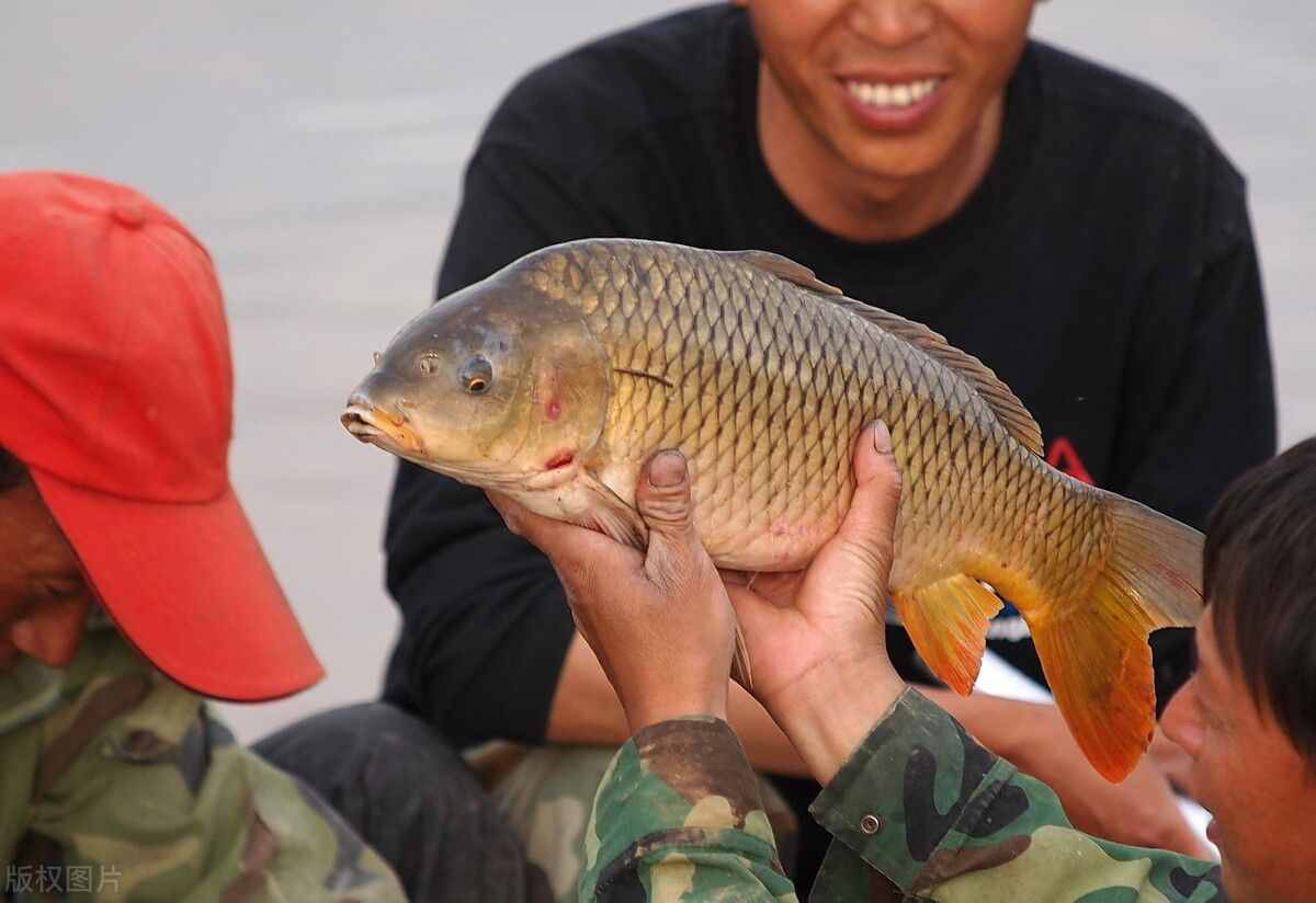 黃河調(diào)水調(diào)沙19年，下游成“泥河”，專家卻說黃河水在變清？