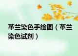 革蘭染色手繪圖（革蘭染色試劑）