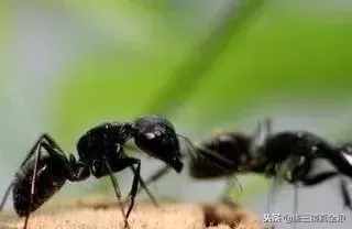 驚！用黑螞蟻泡純糧食酒功效竟然這么大！