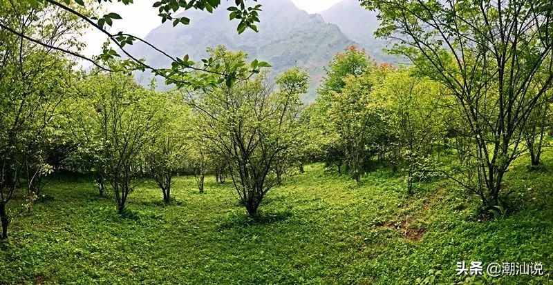 中國哪里的青梅最好吃？普寧青梅果大形正、肉質(zhì)細(xì)脆而聞名。