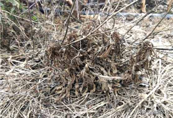 這個除草配方能殺上百種雜草，30分鐘見效2小時死草，持效期20天