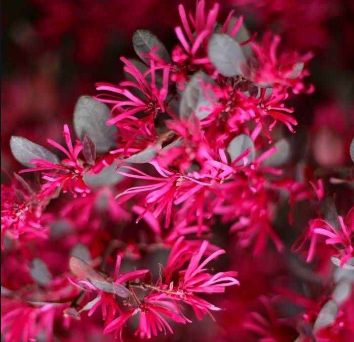 可以養(yǎng)成大型盆景的紅花檵木，秋冬葉子變紅長出彩帶