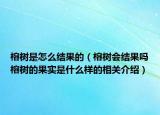 榕樹是怎么結(jié)果的（榕樹會結(jié)果嗎榕樹的果實是什么樣的相關(guān)介紹）