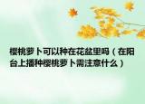 櫻桃蘿卜可以種在花盆里嗎（在陽臺上播種櫻桃蘿卜需注意什么）