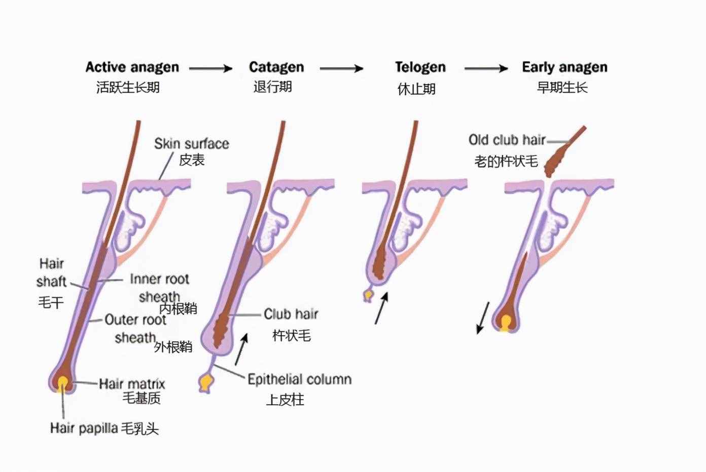 簡(jiǎn)單實(shí)用！只需3招白發(fā)變黑發(fā)